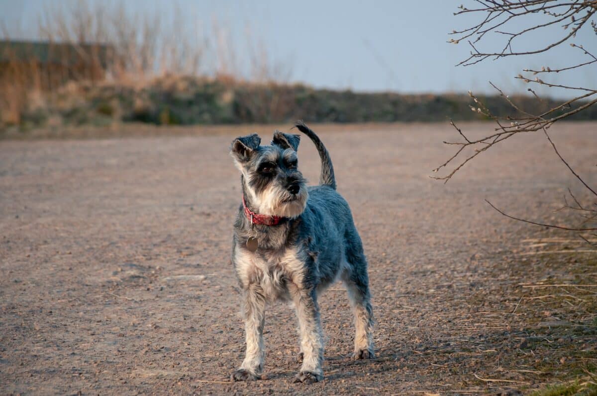 schnauzer nain