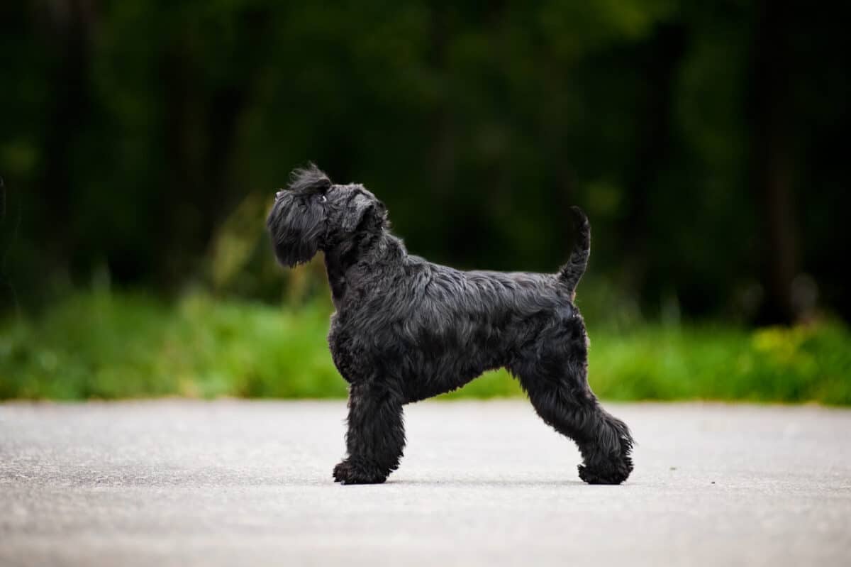 schnauzer nain