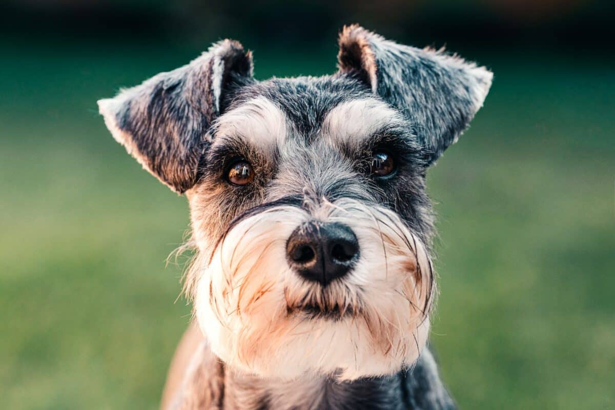 schnauzer nain