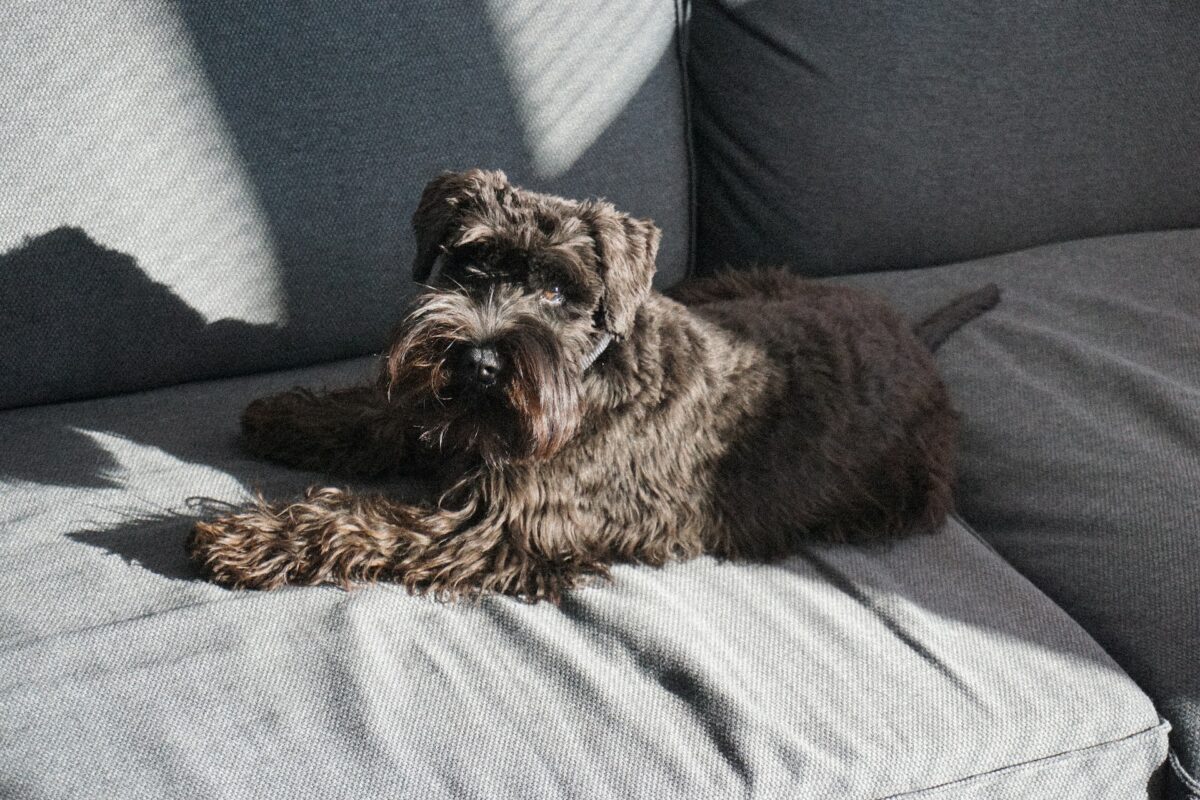 schnauzer nain
