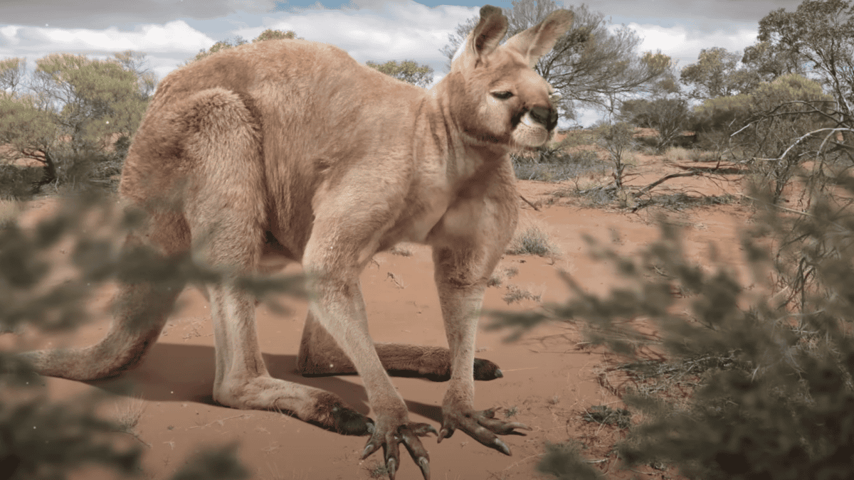 Kangourou préhistorique, ou « wallaby géant ».