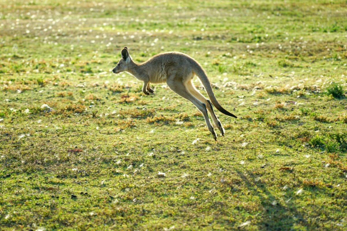 kangourou