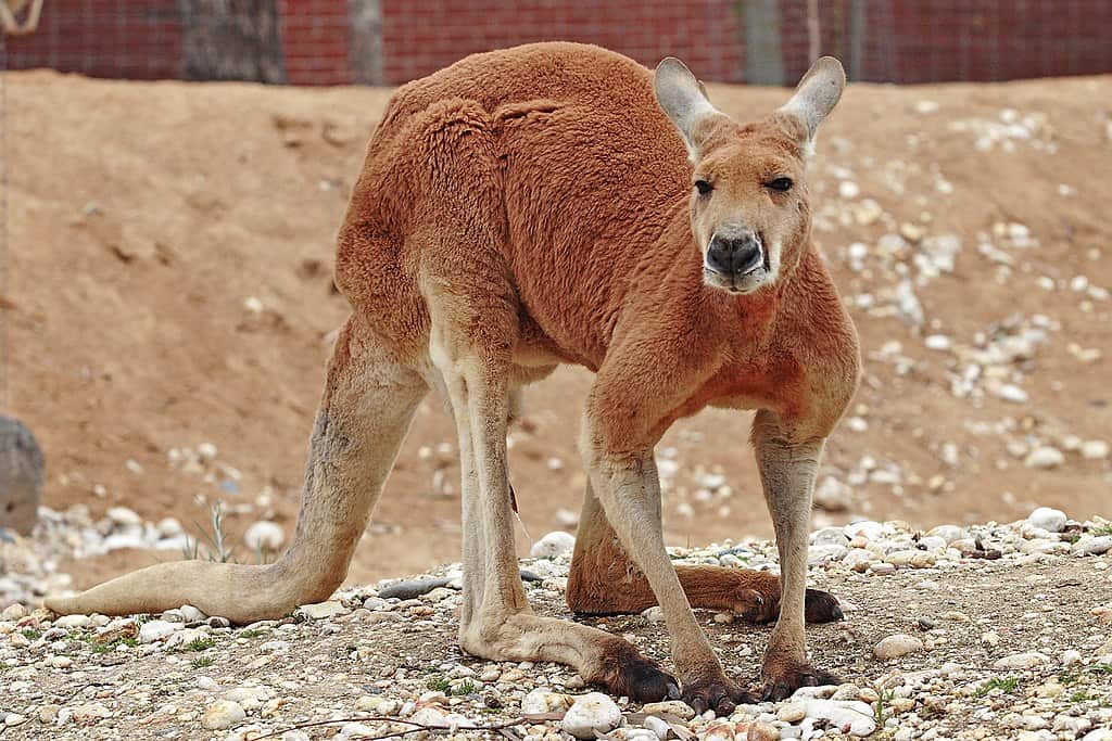 Kangourou rouge
