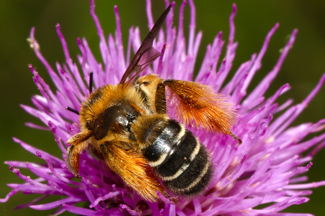 Mystère des abeilles disparues (crédits image : unsplash)