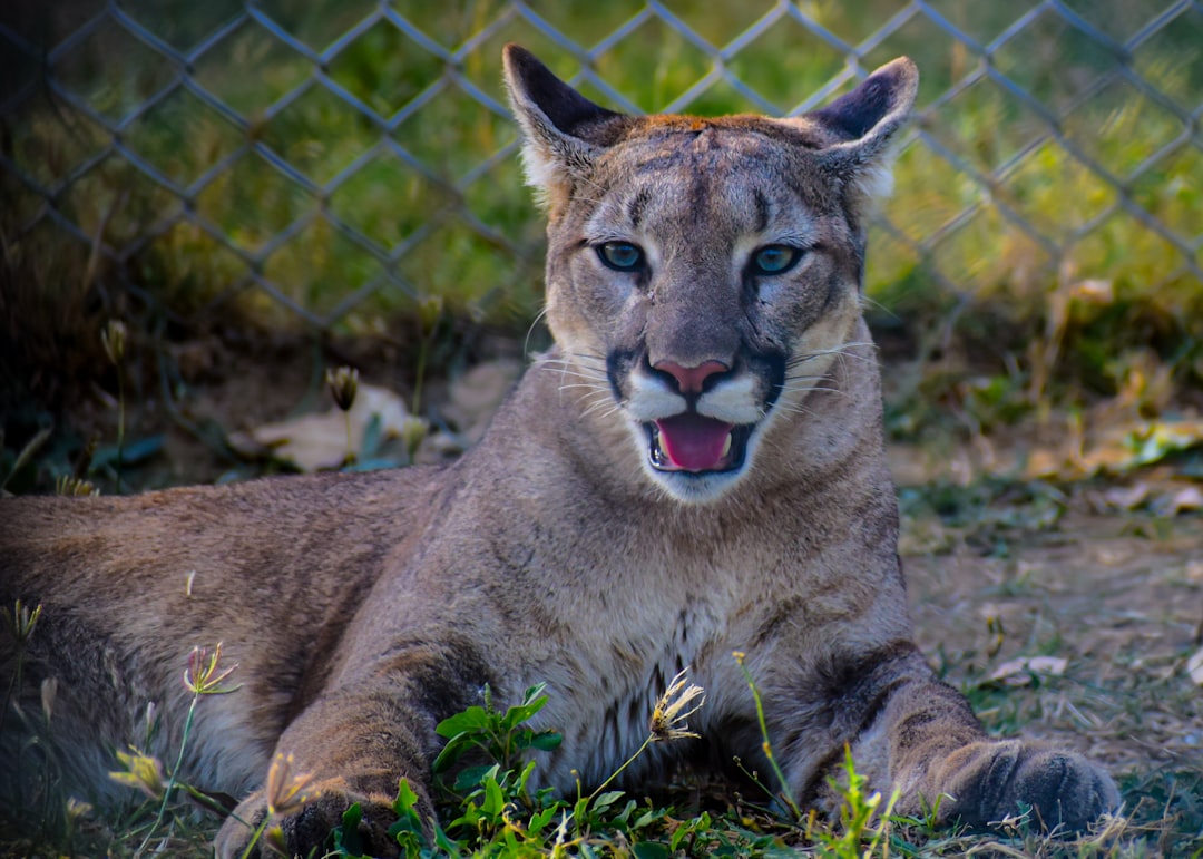 Résoudre le puzzle génétique de la Florida Panther (crédits image : unsplash)