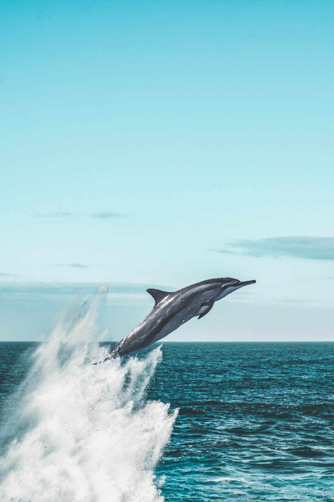L'énigme de l'écholocation du dauphin (crédits image : unsplash)