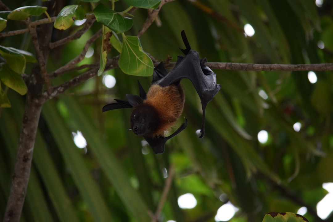 Résoudre le syndrome du nez blanc des chauves-souris (crédits image : unsplash)