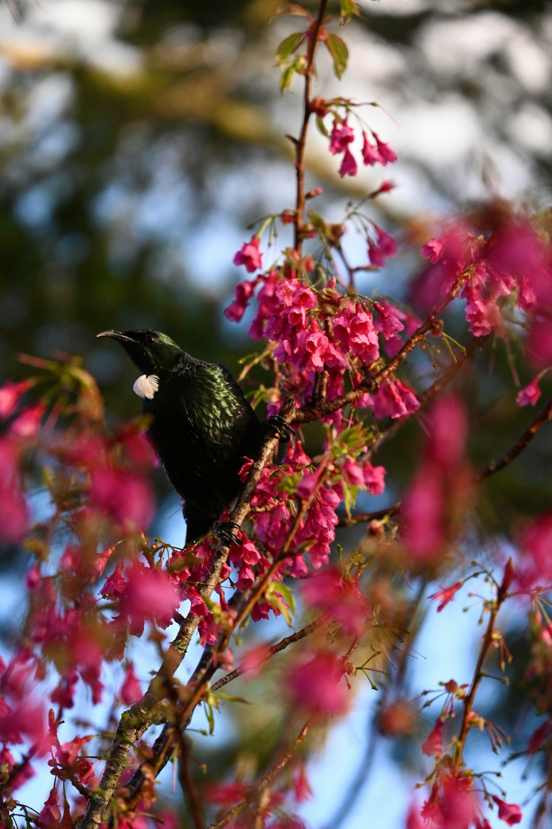 Le secret derrière les dialectes du chant des oiseaux (crédits image : unsplash)