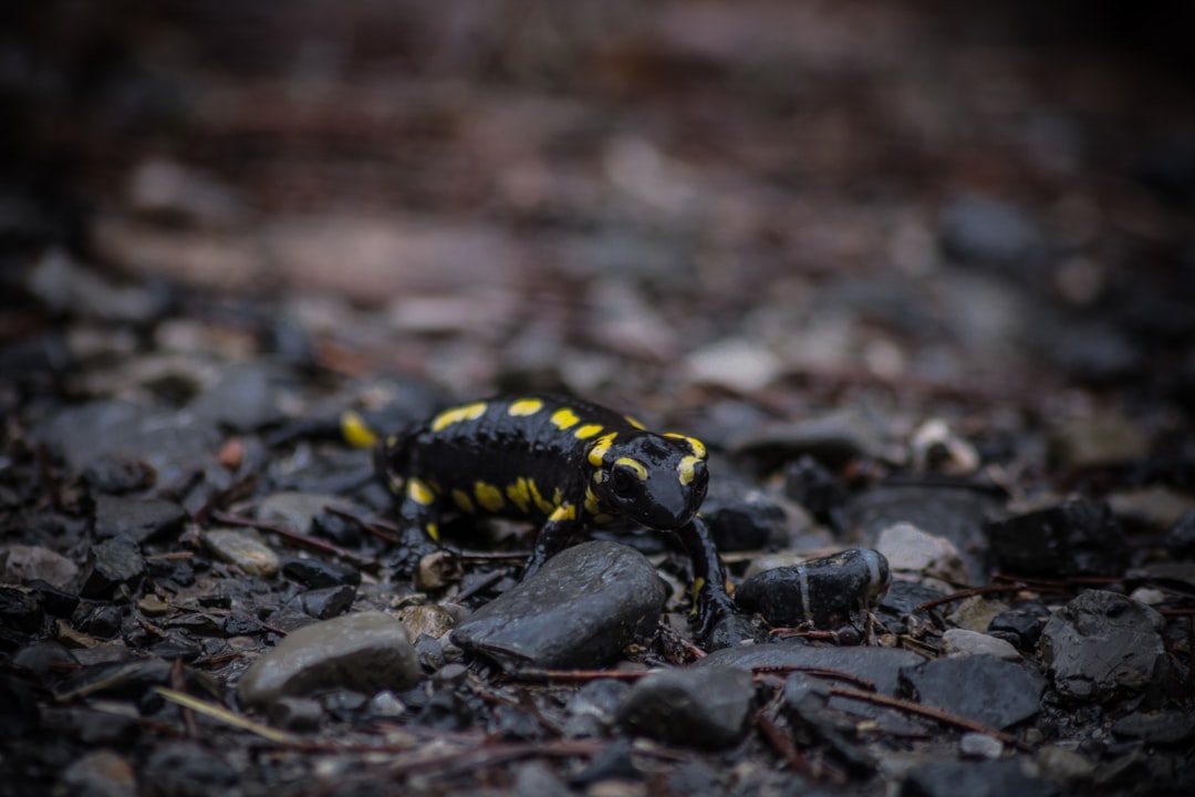 L'affaire des salamandres disparues (crédits image : unsplash)