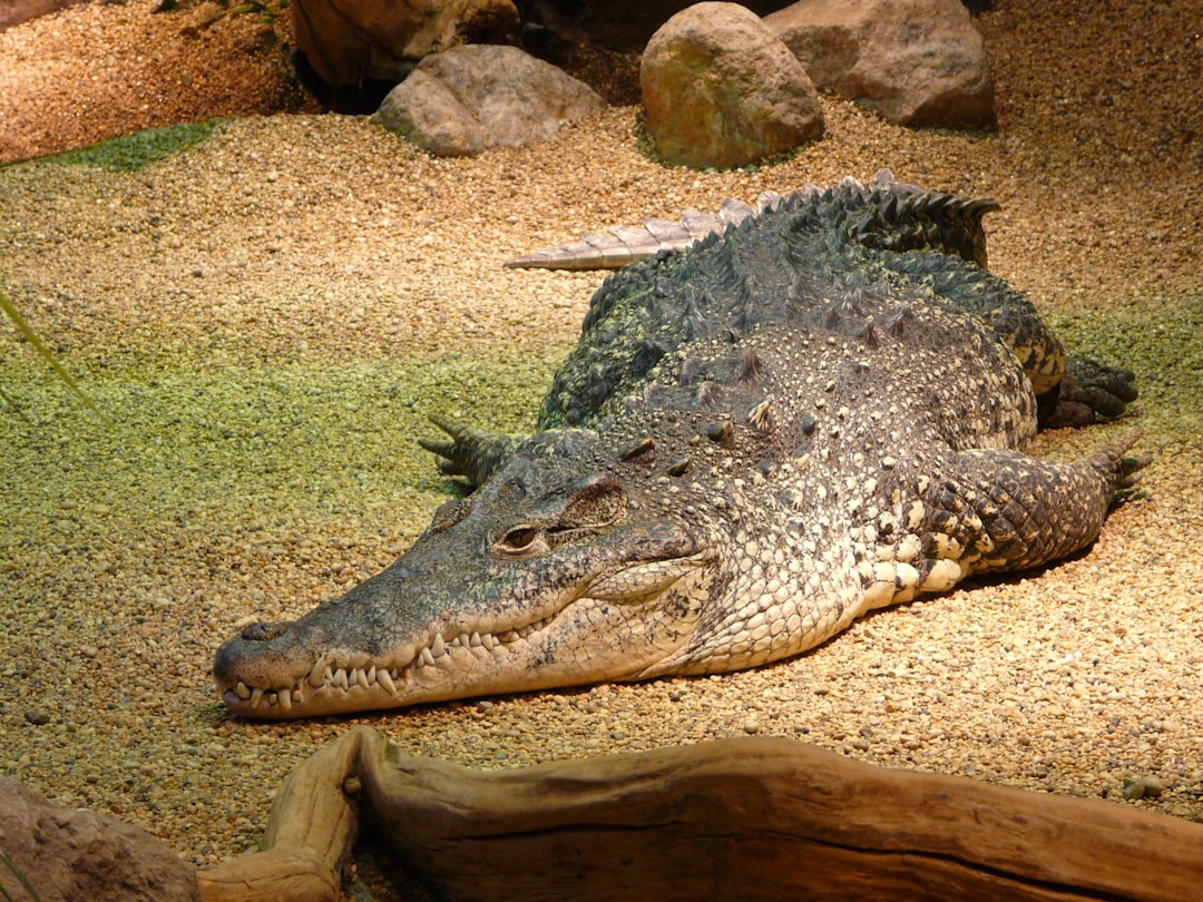 Décrypter le langage vocal de l'alligator (crédits image : unsplash)