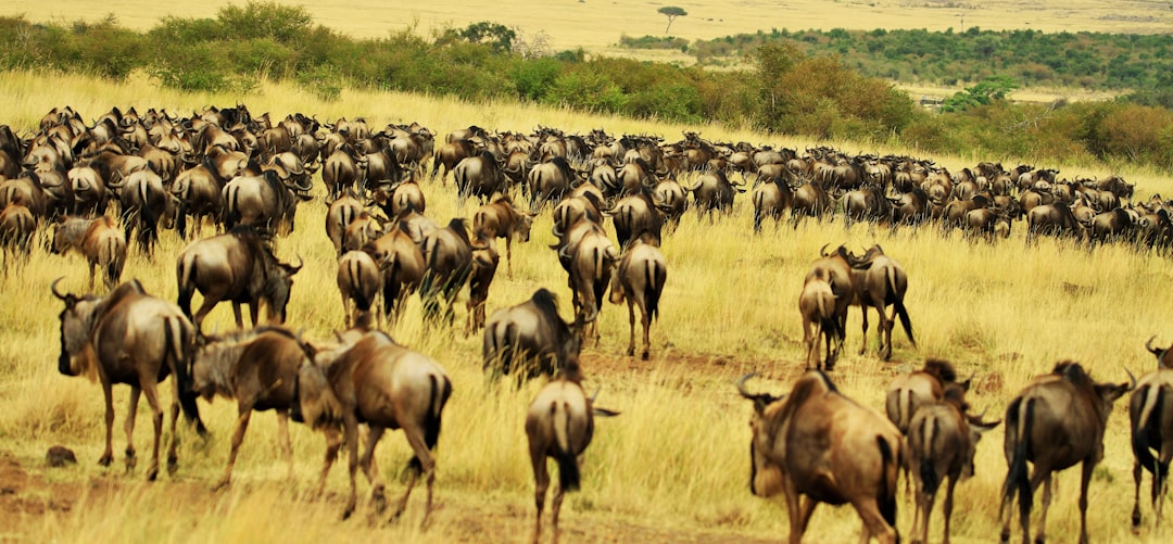 Comprendre les mouvements mystérieux du wapiti (crédits image : unsplash)