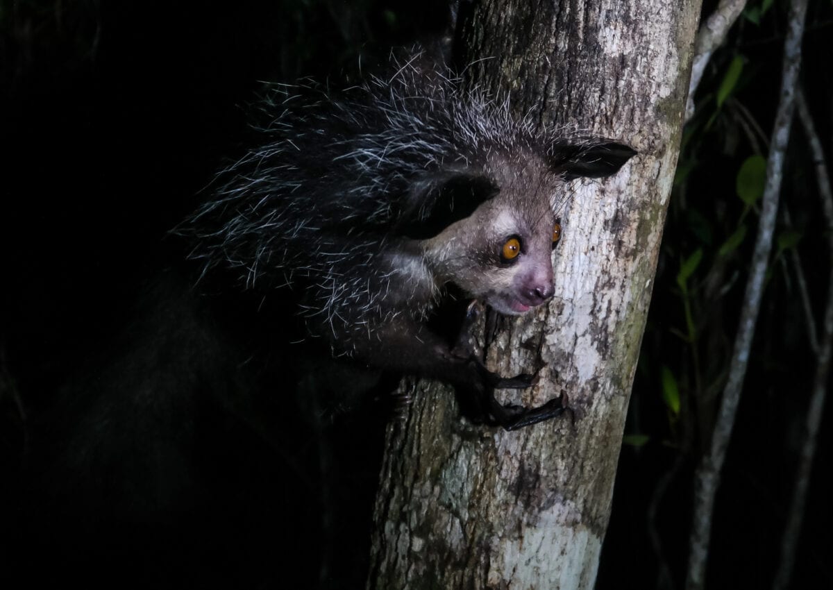 Portrait nocturne du lémurien Aye-Aye,