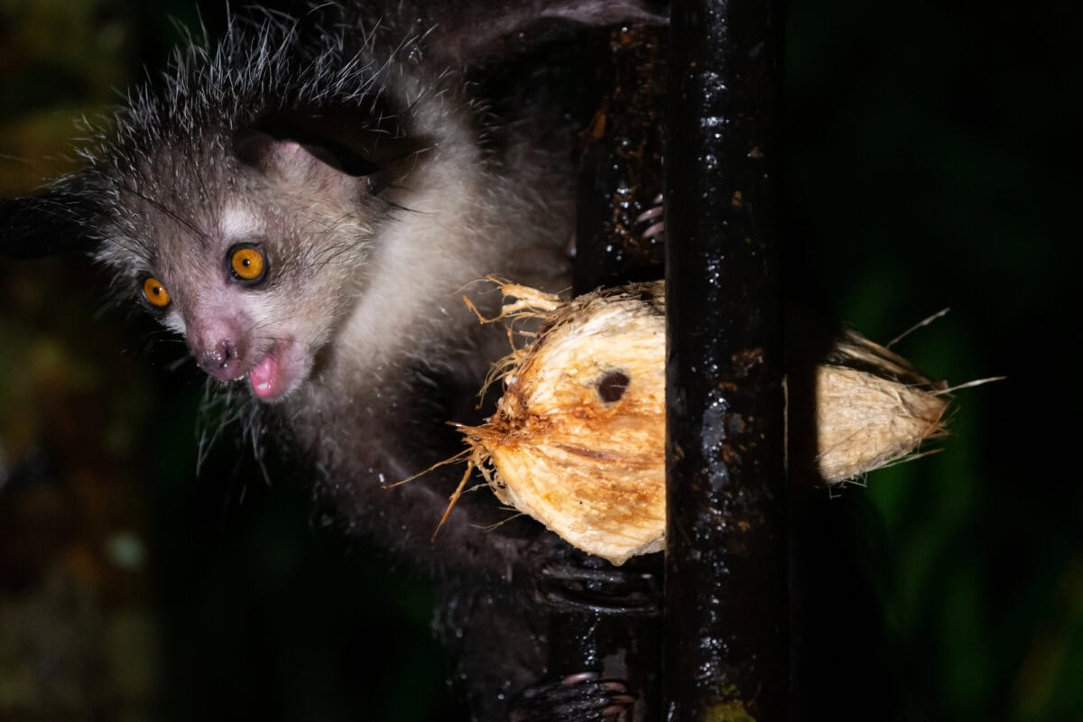 Un lémurien aye-aye rare et nocturne avec une noix de coco