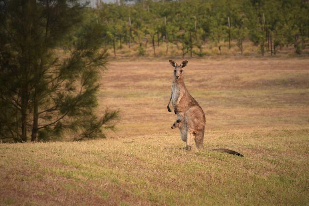 8. Kangourou gris de l'Est (crédits image : unsplash)