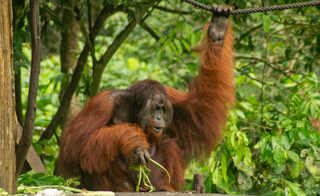 7. Orang-outan (crédits image : unsplash)