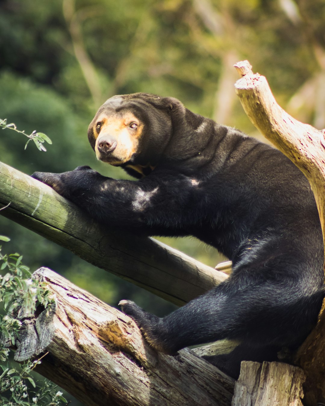 4. Sun Bear (crédits image : unsplash)