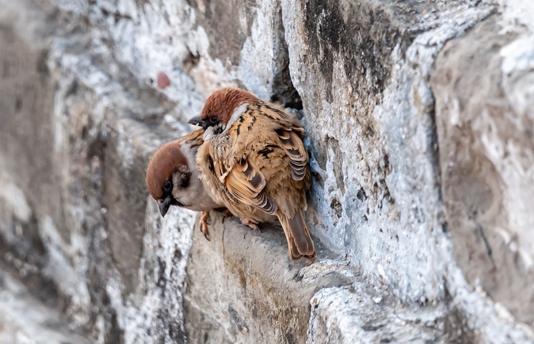 3. Mountain Lion (crédits image : unsplash)
