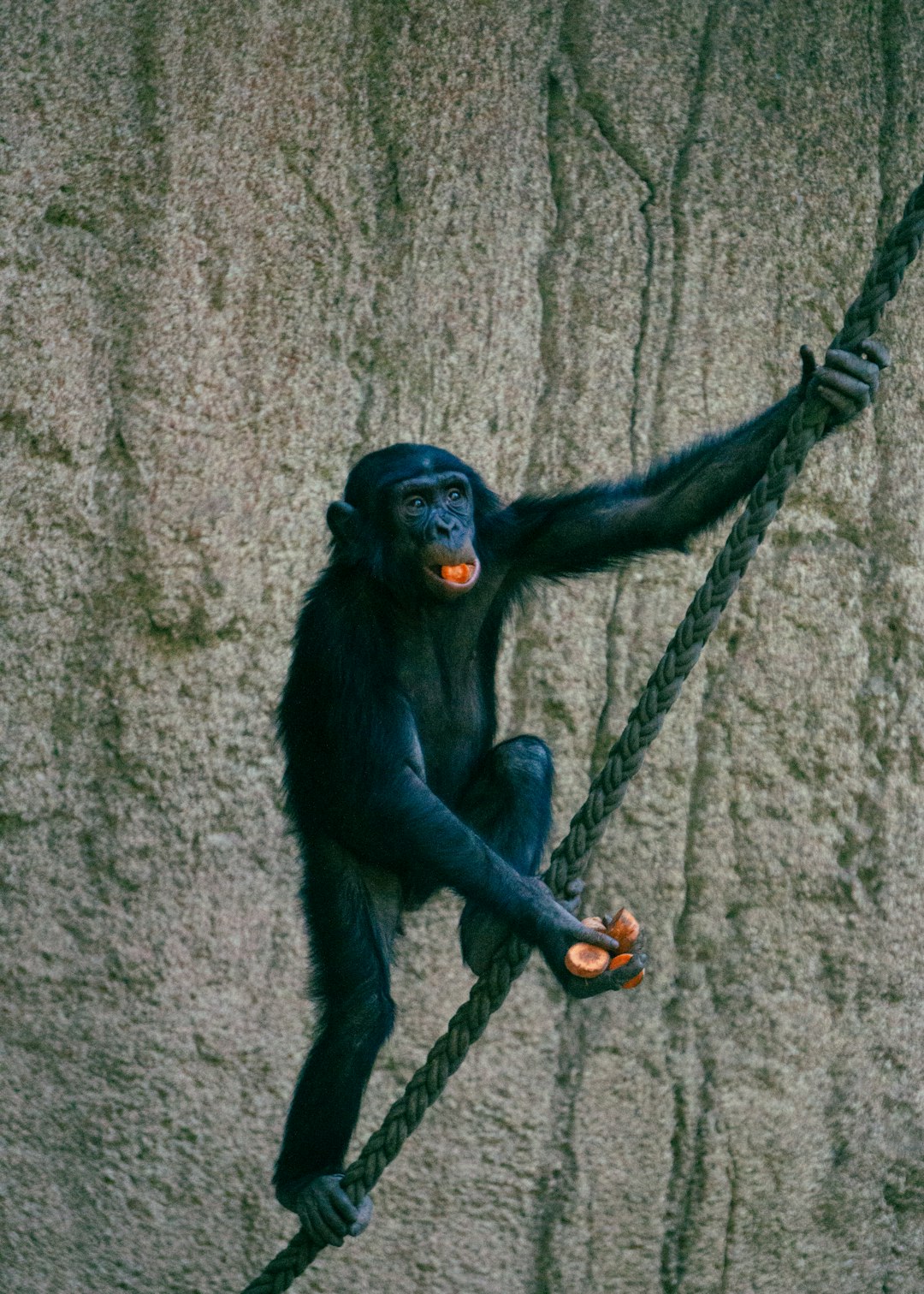 2. Chimpanzé (crédits image : unsplash)