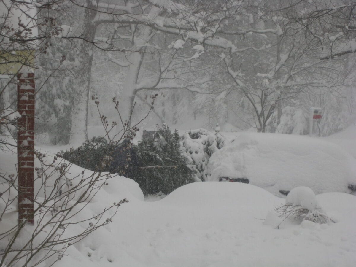 Mage de neige