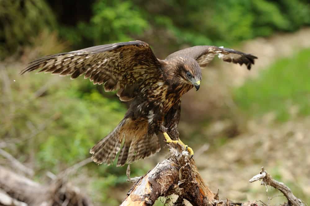 Faucon sur une branche d'arbre
