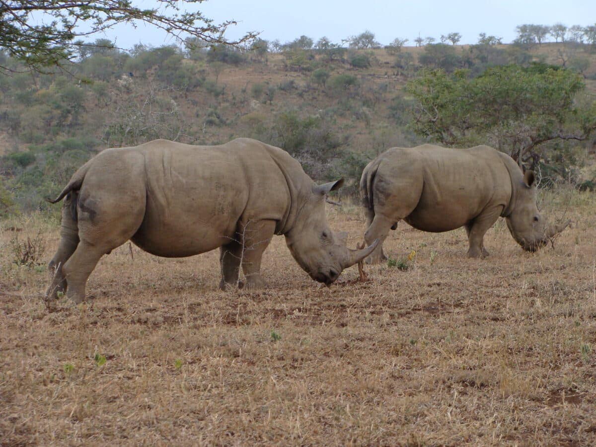 rhinocéros blanc