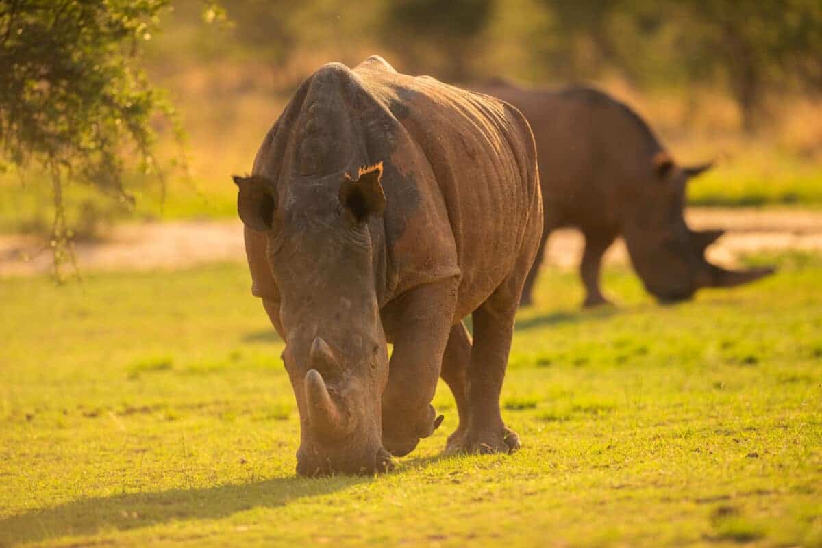 Rhinocéros