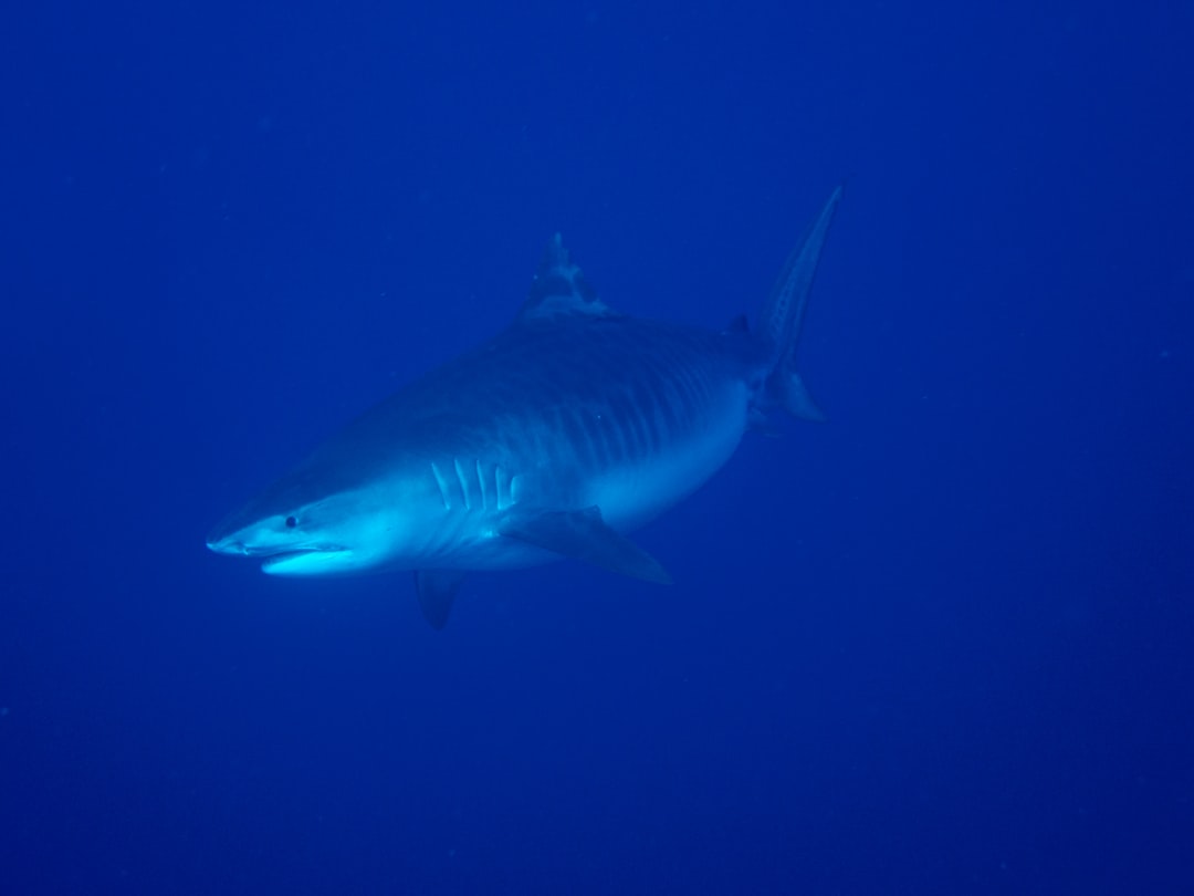 La prise indésirable du pêcheur (crédits image : unsplash)