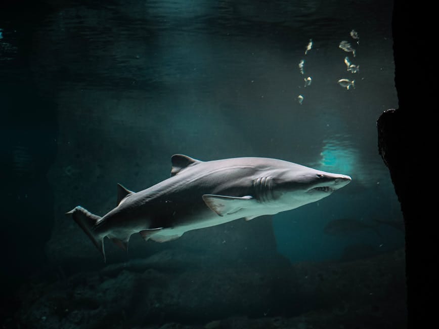 L'impasse sous-marine du Spearfisher (crédits image : pexels)