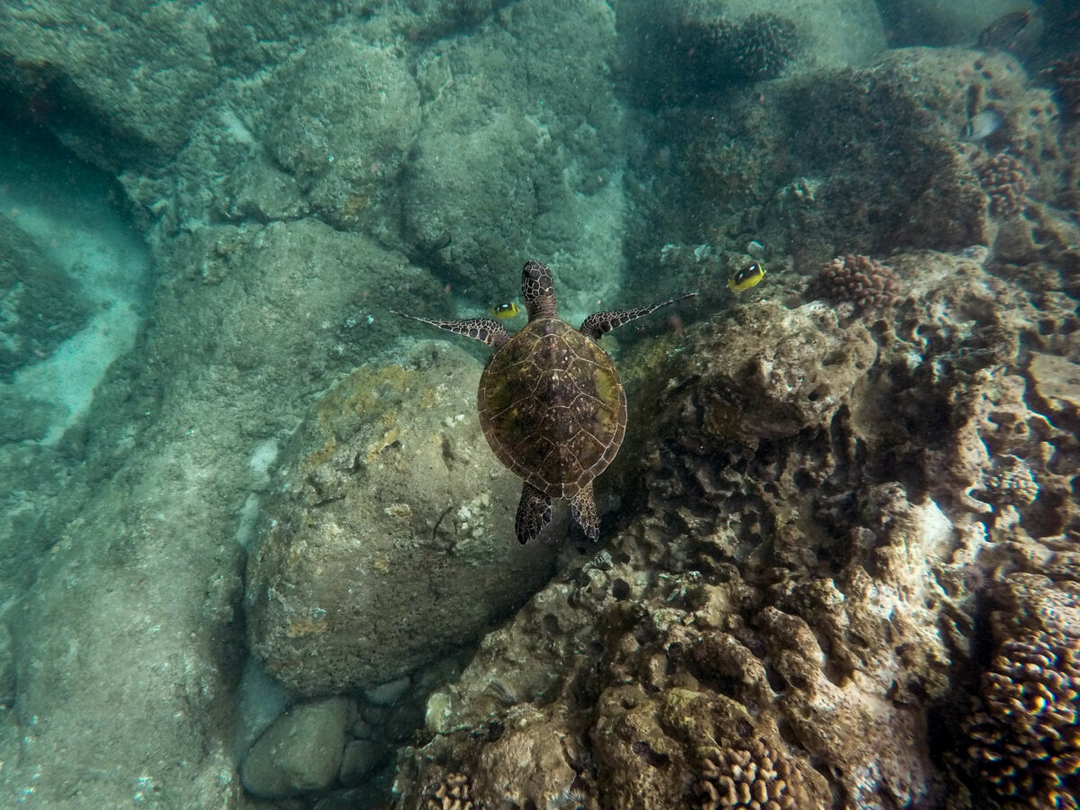 Tortue de mer verte hawaïenne