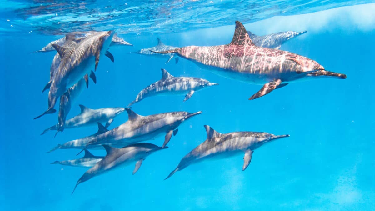 Dauphins à long bec