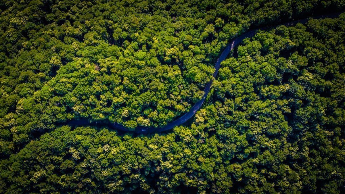 vue aérienne des arbres verts