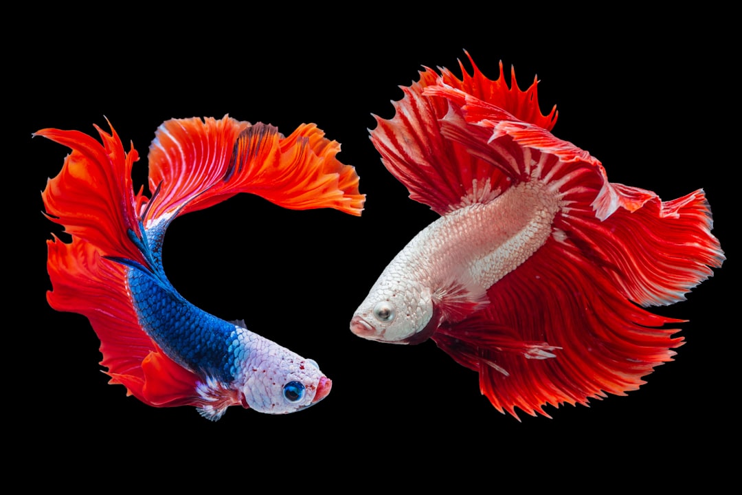 13 Poisson Betta (crédits image : unsplash)