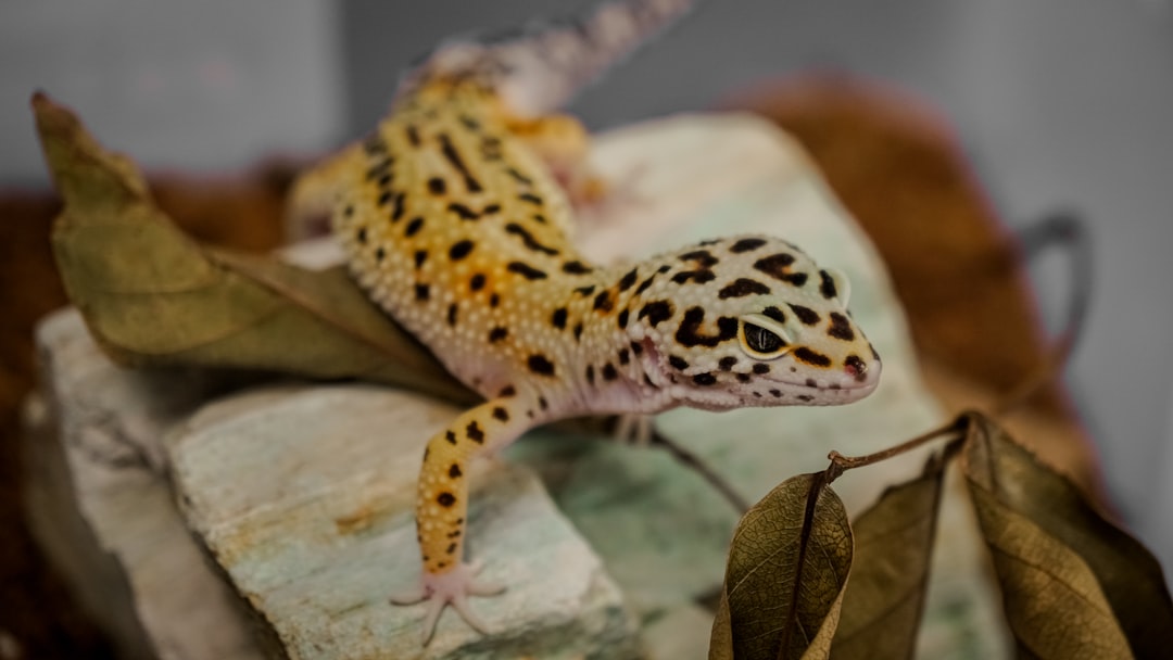 12 Geckos Léopard (crédits image : unsplash)