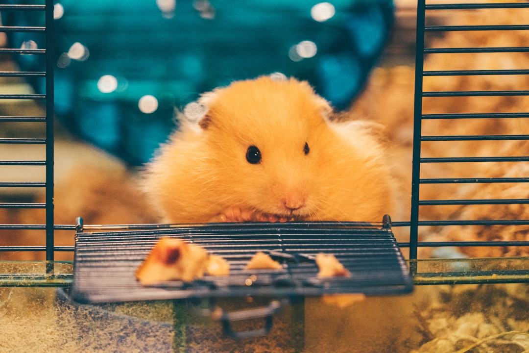 9 Hamsters (crédits image : unsplash)