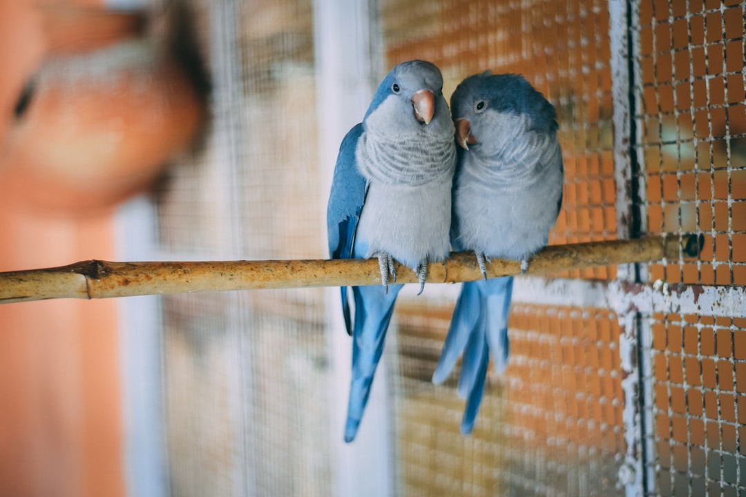 8 perruches perruches (crédits image : unsplash)