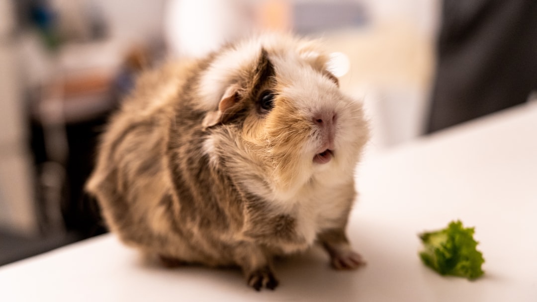 11 cochons d'Inde (crédits image : unsplash)