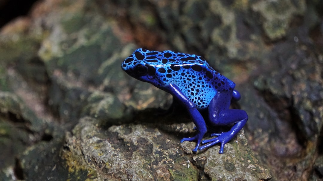 10 grenouilles naines africaines (crédits image : unsplash)