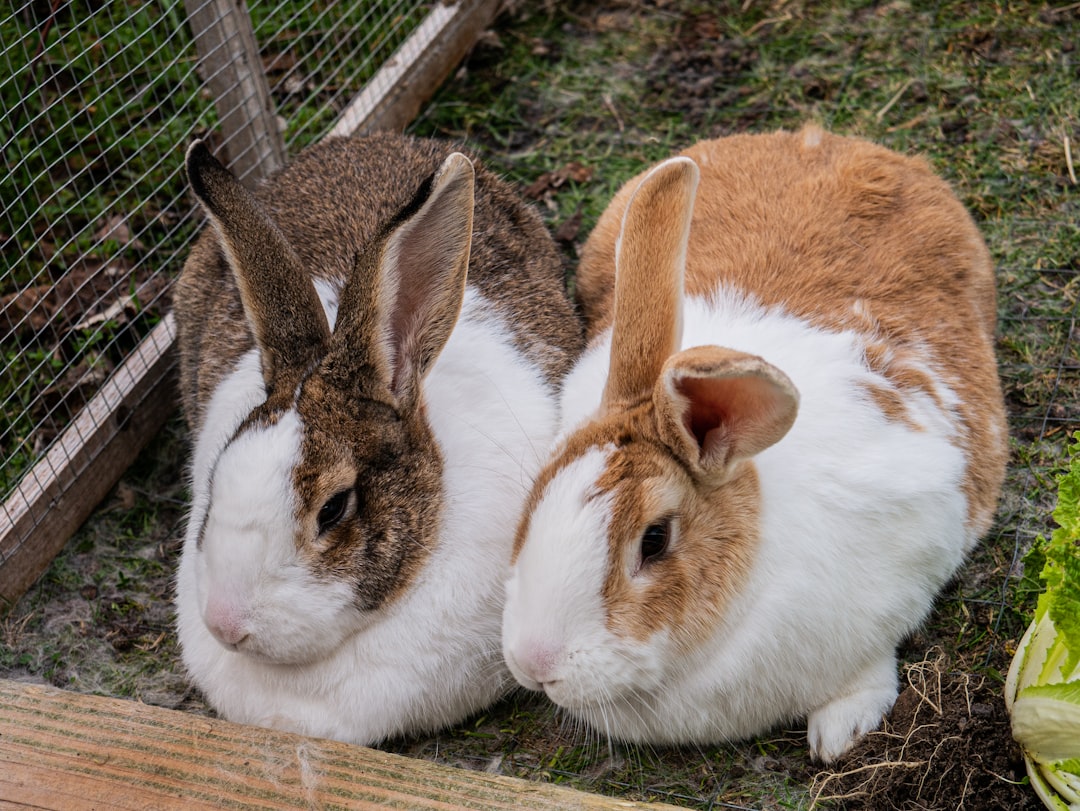 2 lapins (crédits image : unsplash)