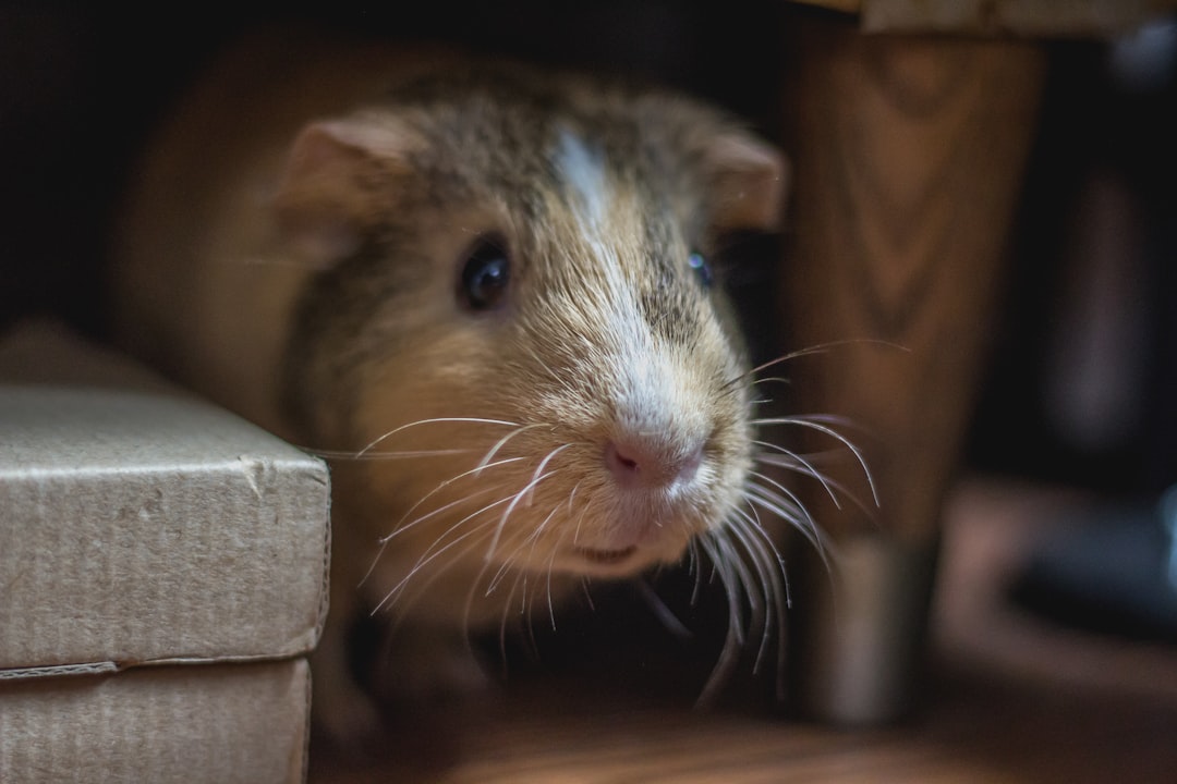 5 souris fantaisie (crédits image : unsplash)