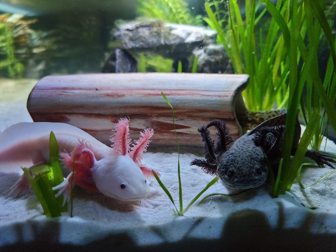 3 Axolotls (crédits image : unsplash)