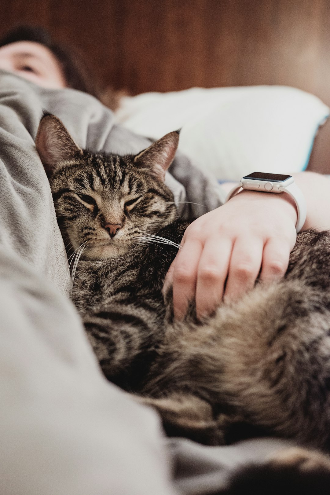 1 Chats (crédits image : unsplash)
