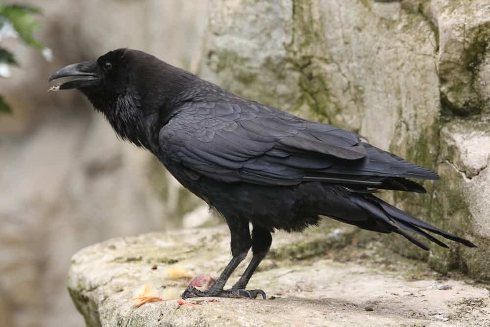 Grand corbeau sauvage