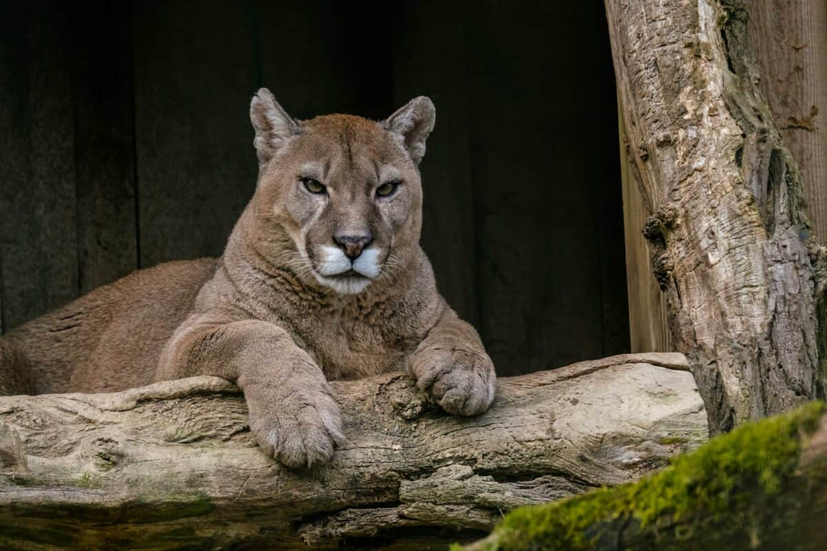lion de montagne