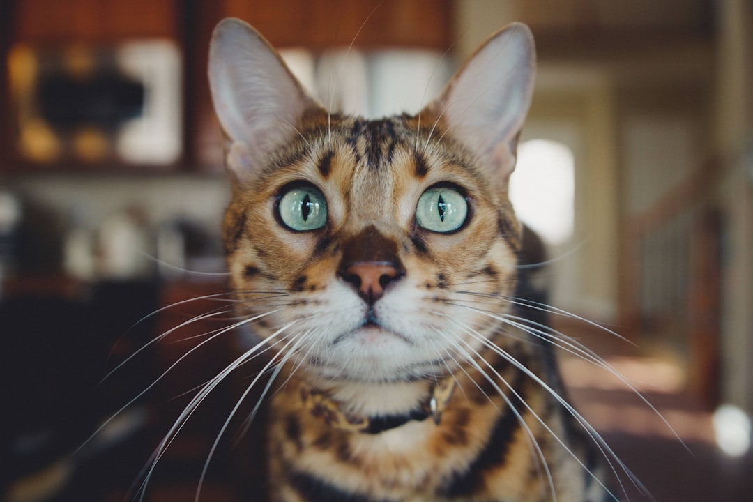 6 S'échapper ou essayer de s'enfuir (crédits image : unsplash)