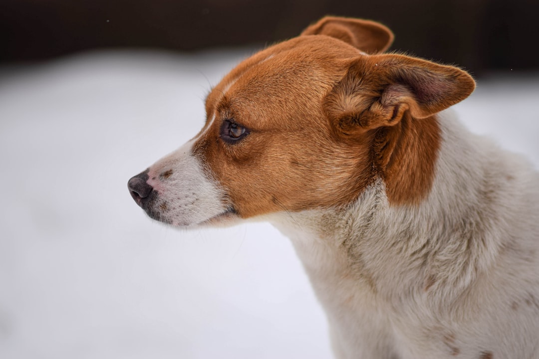 5 Manque d'intérêt pour la famille ou les autres animaux de compagnie (crédits image : unsplash)