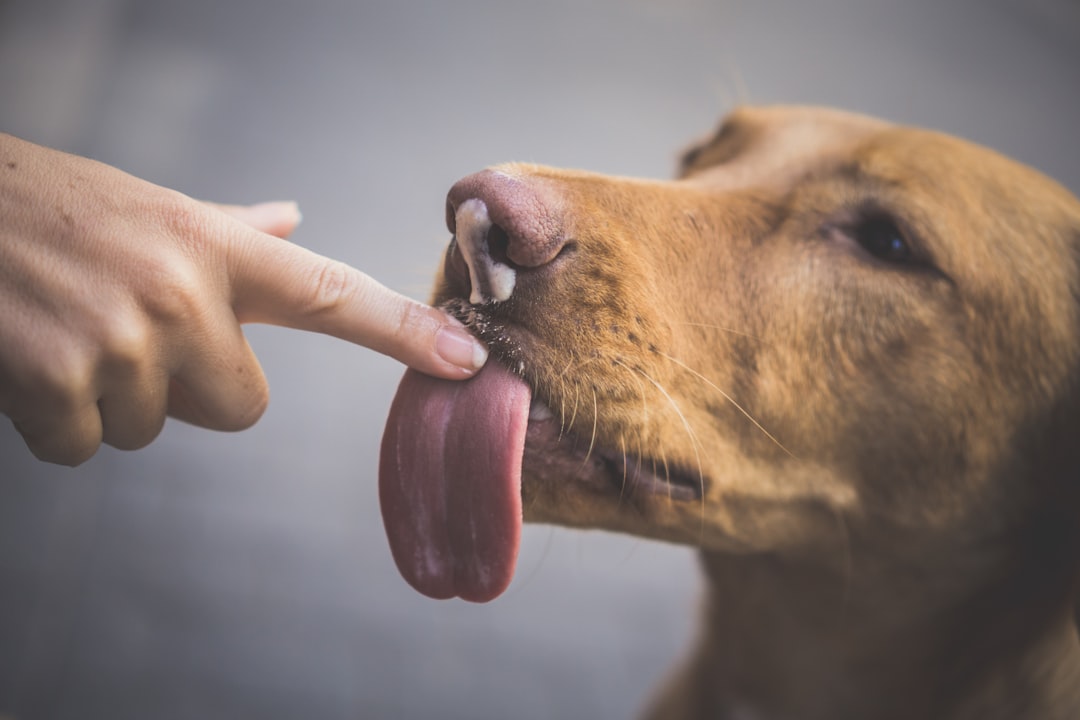 7 Toilettage excessif ou léchage (crédits image : unsplash)