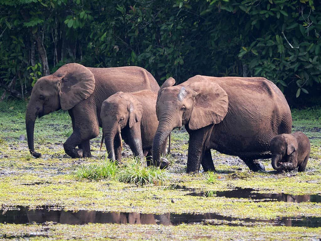 Éléphants de forêt d'Afrique