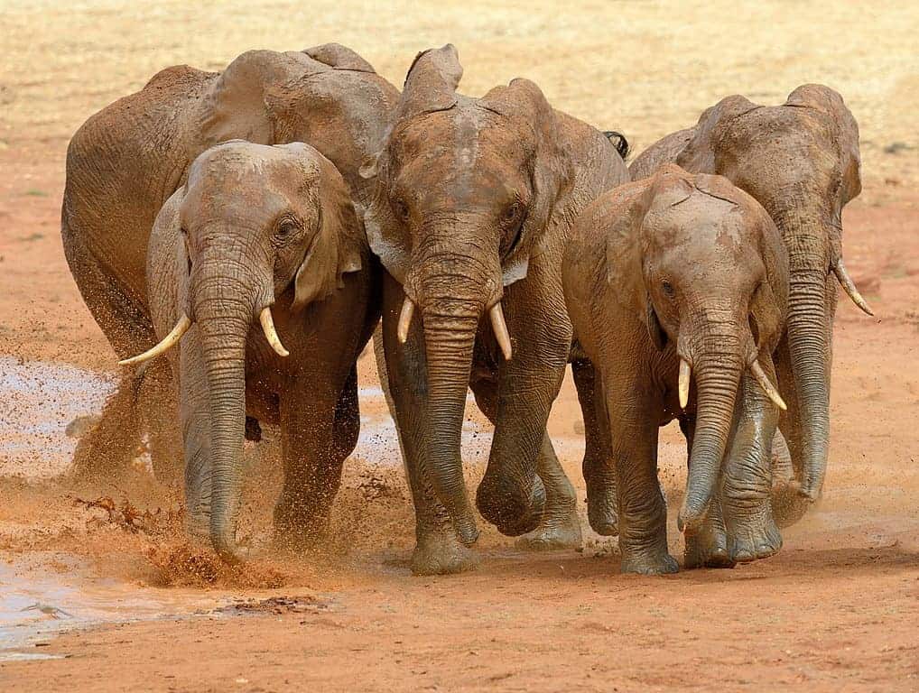 Éléphant