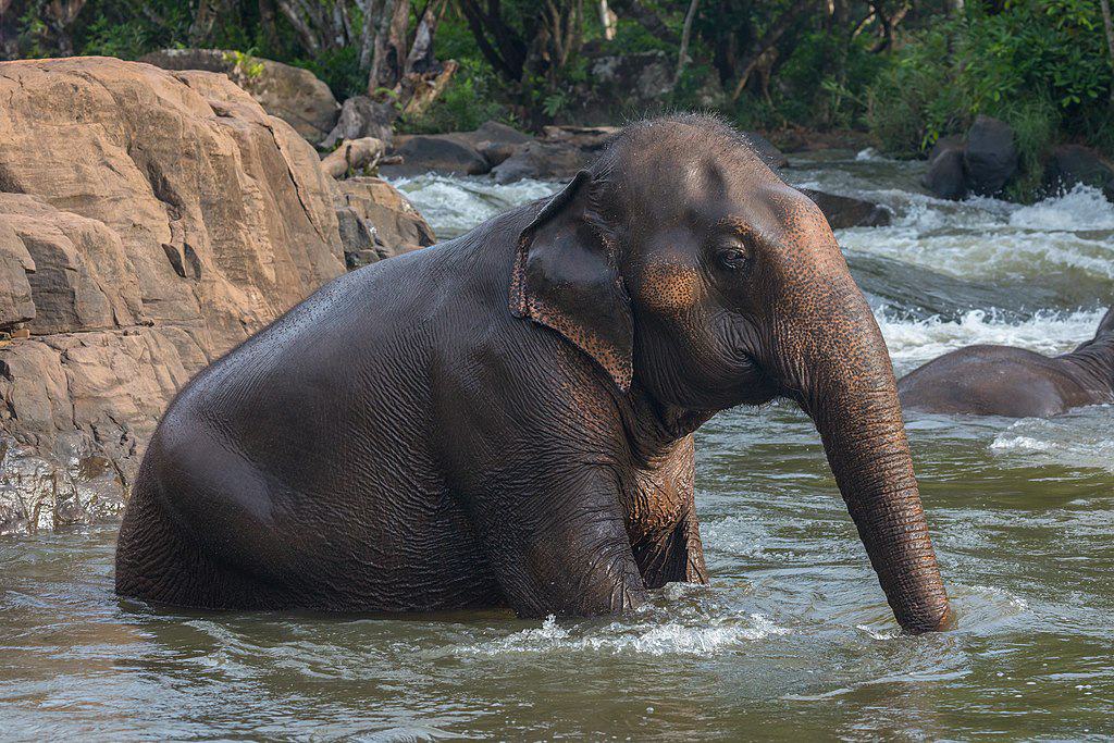 Éléphant d'Asie assis