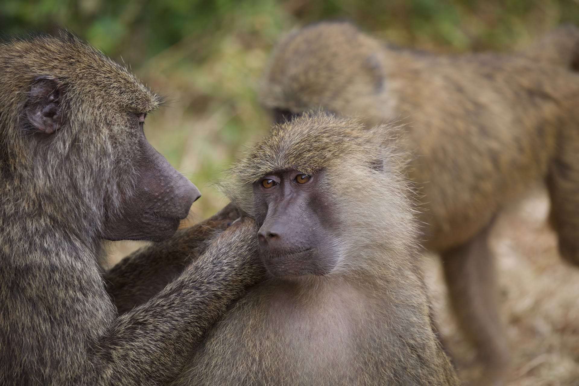une troupe de babouins attaque un léopard